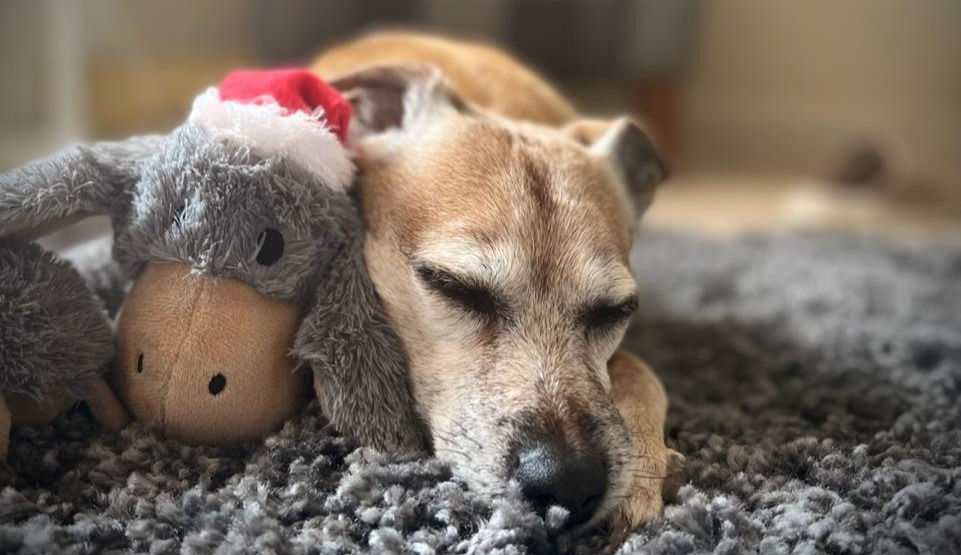 Sleeping dog with stuff toy in a room. 