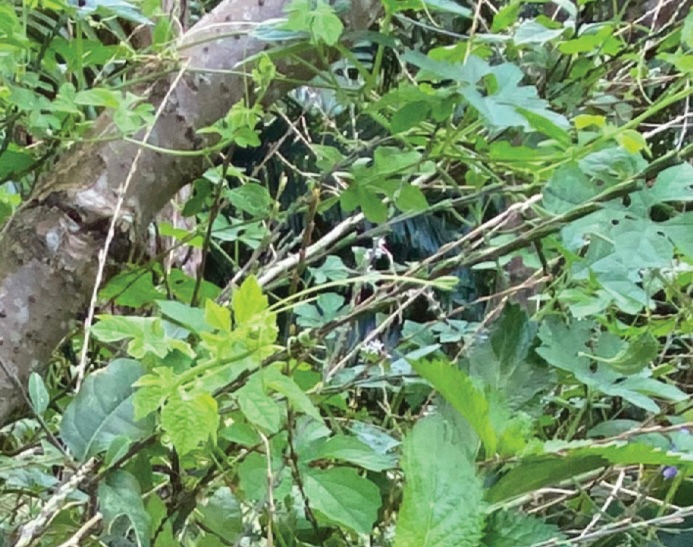 Gully Root, Fey Duvan