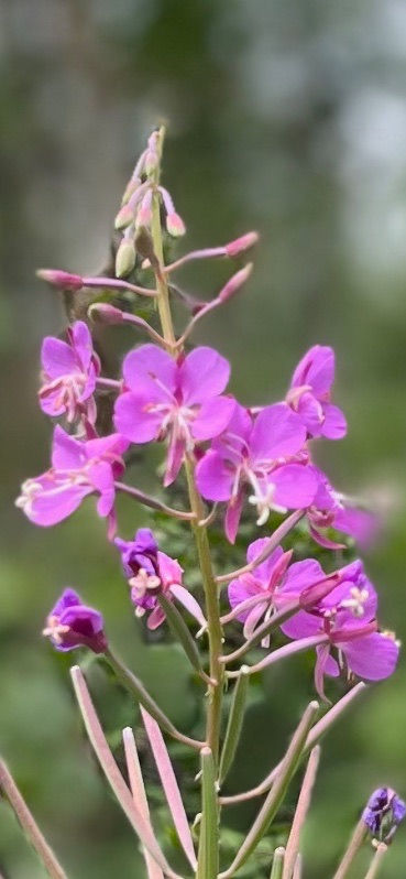 Thumbnail: Green Neighbours eBook : Wild And Medicinal Plants Of Calgary's East End