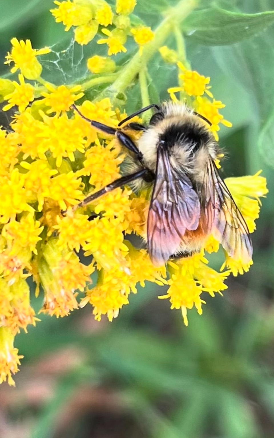 Thumbnail: Green Neighbours eBook : Wild And Medicinal Plants Of Calgary's East End