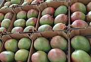 Mangoes in cartons