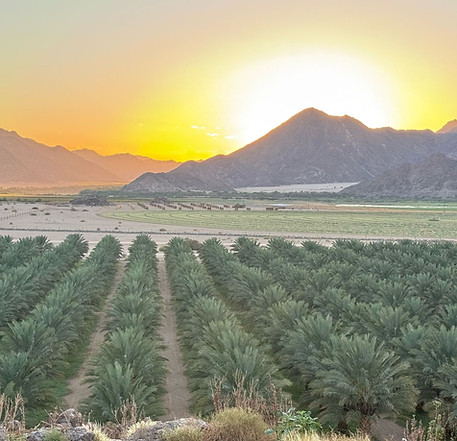 Date palm plantation at sunrise, dates from Israel, Palestine and Morocco