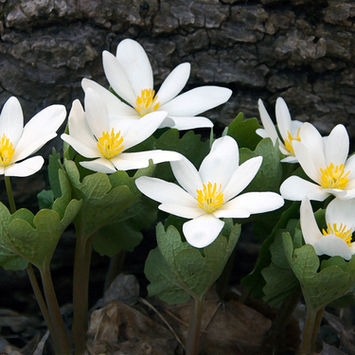 Blood root flowers