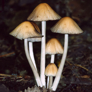 Mushroom in the wild