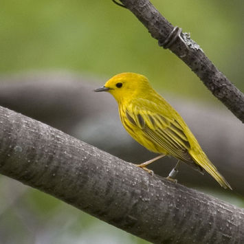 Yellow Warbler in the wild