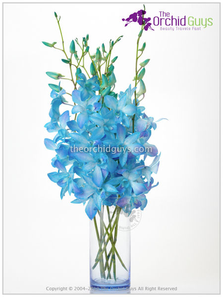 Thumbnail: Miss Teen Dyed Blue