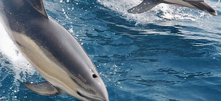 CityLake_Dolphins_edited_edited_edited_e