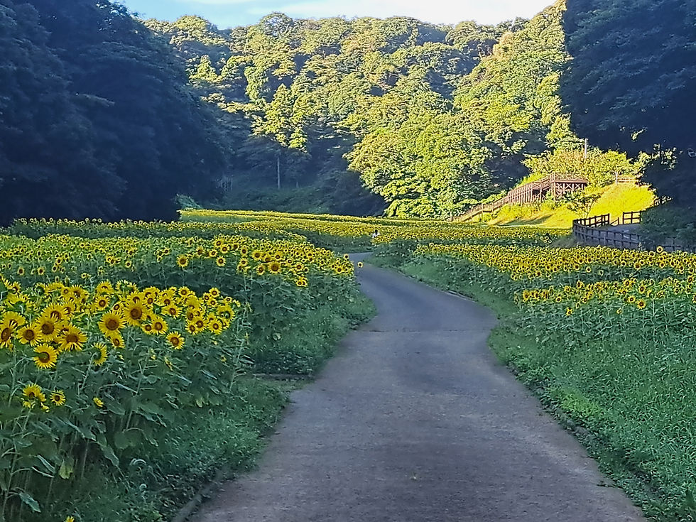 はなの国ひまわり.jpg