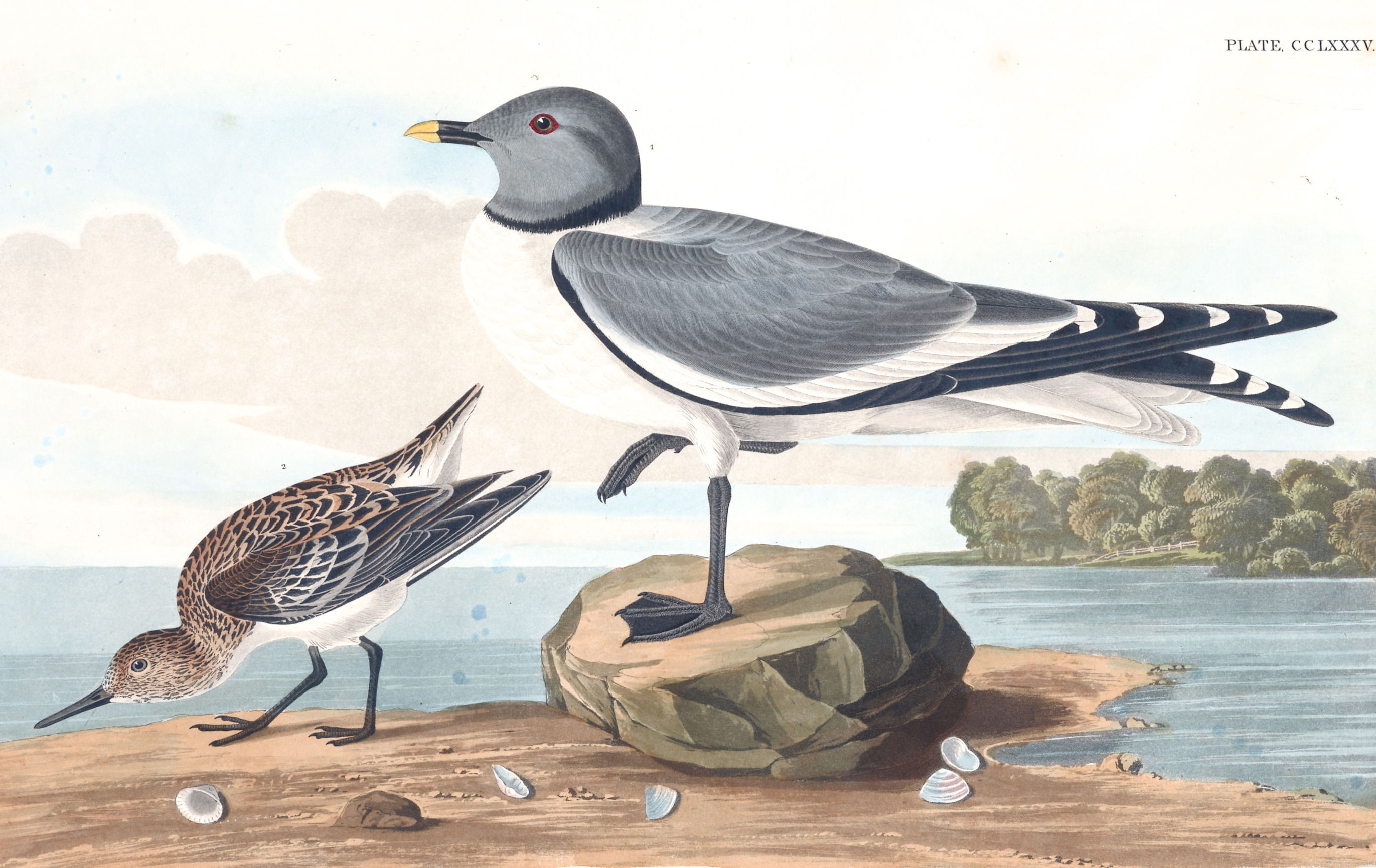 Fork-Tailed Gull / My love keeps vigil