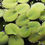 Thumbnail: Salvinia Minima 1/4 Cup Portions