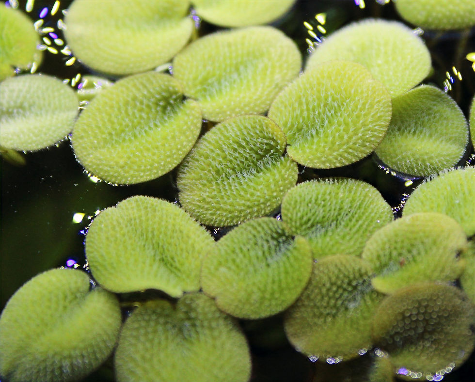 Salvinia Minima 1/4 Cup Portions