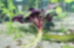 Thumbnail: Lobelia Cardinalis