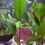 Thumbnail: Anubias Frazeri