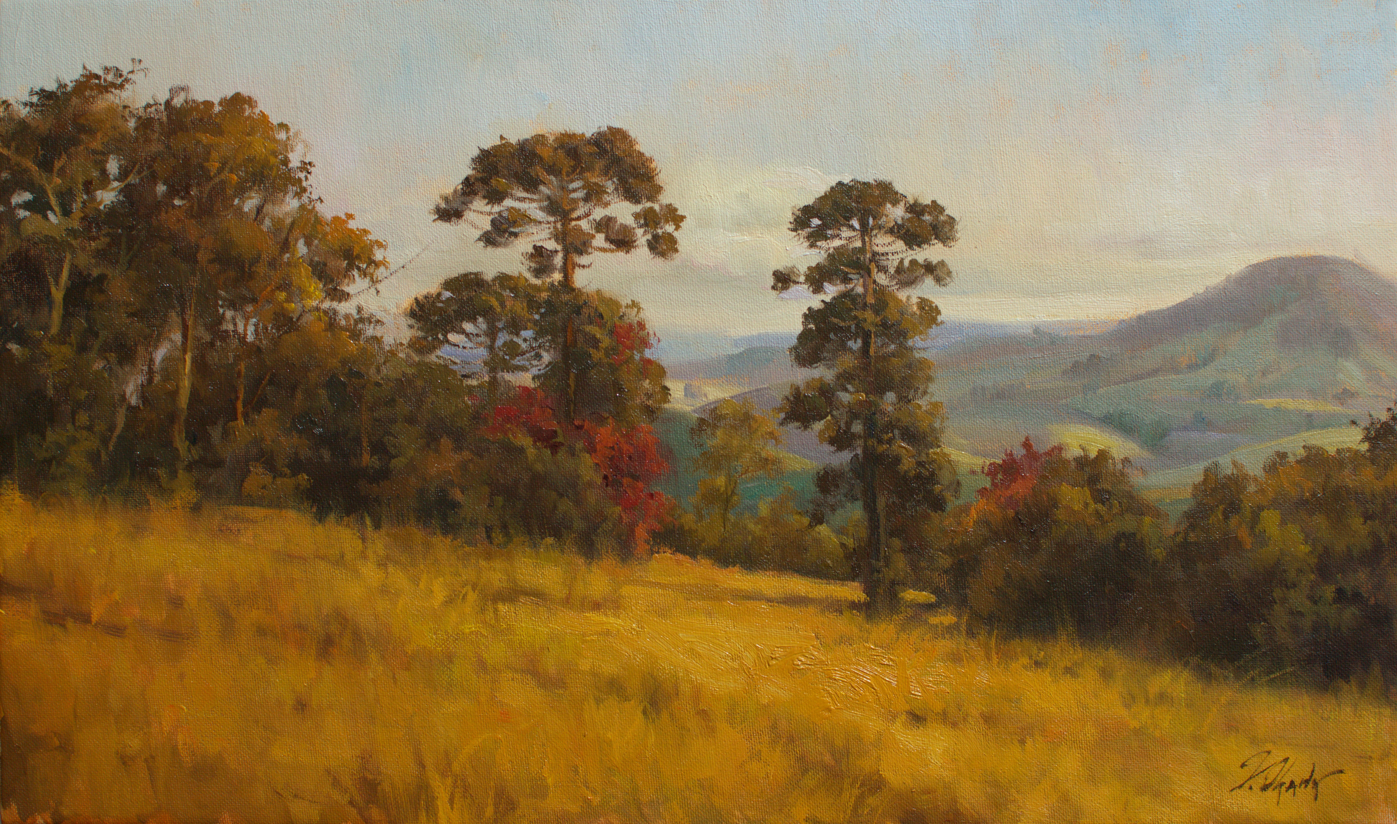 Araucárias