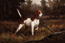 DOG 12