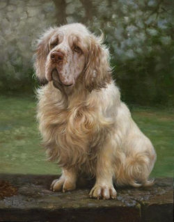 DOG 61
