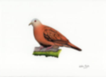Ruddy Ground-dove Original