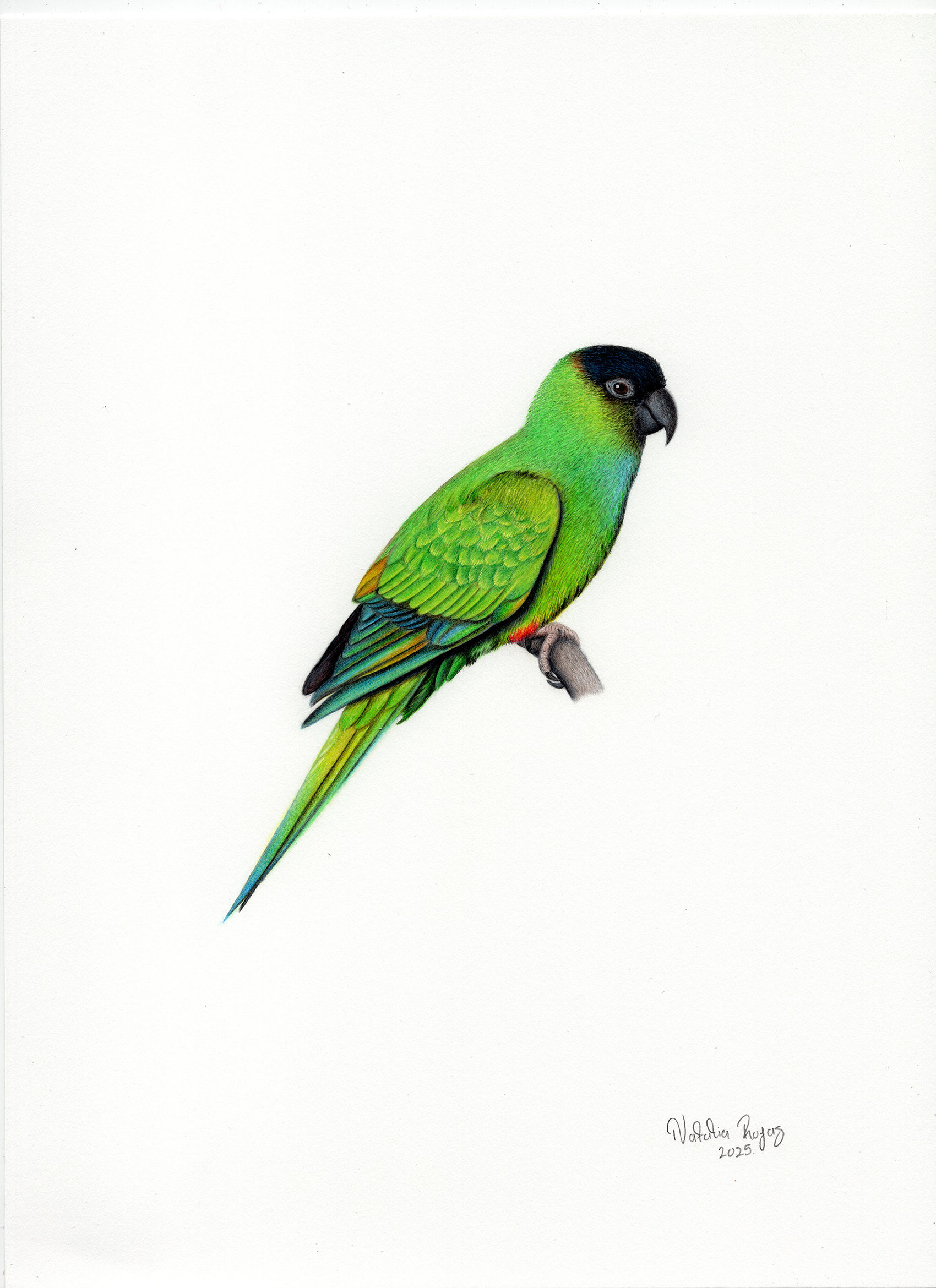 Nanday Parakeet Original
