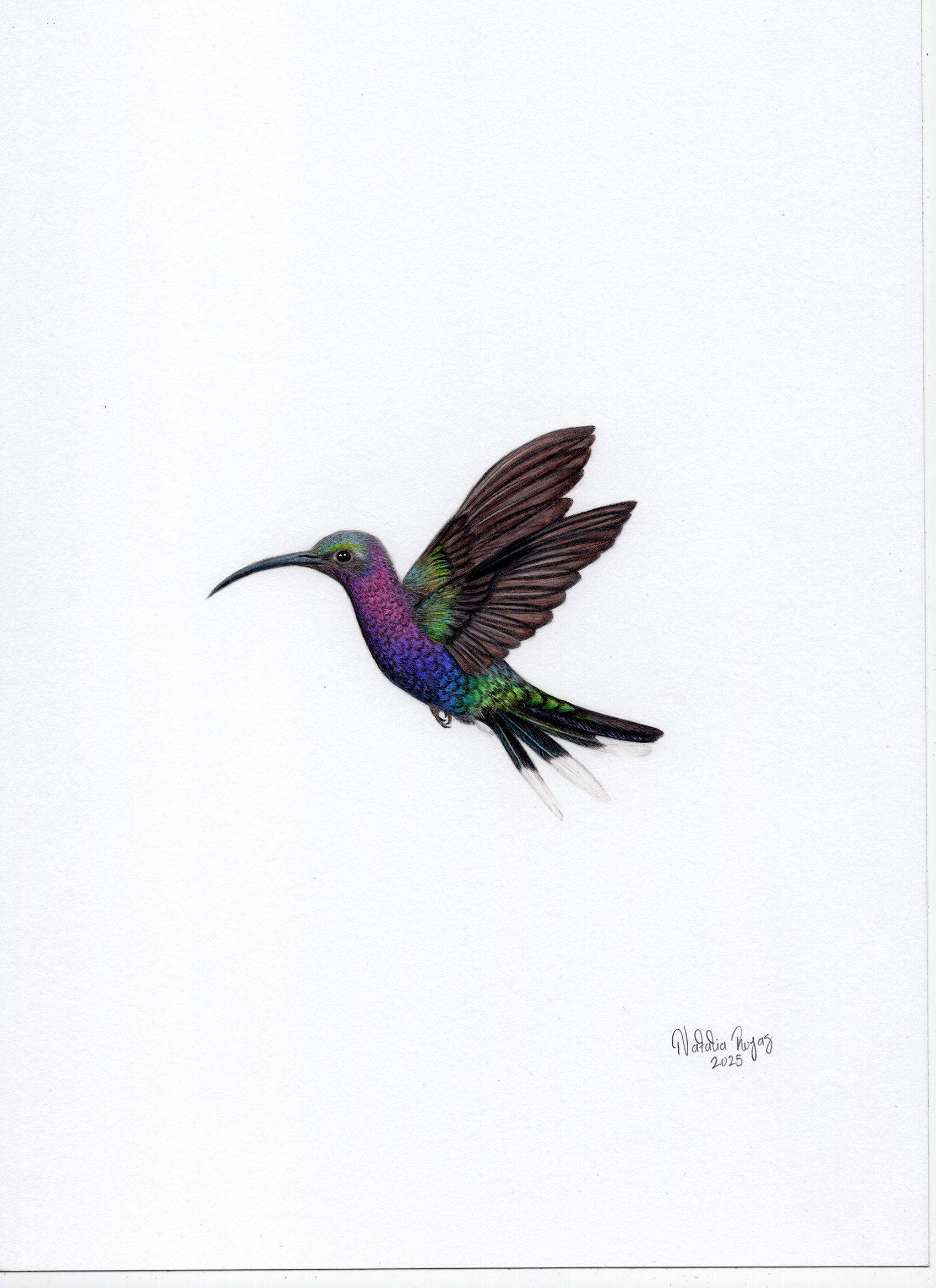 Violet Sabrewing Original