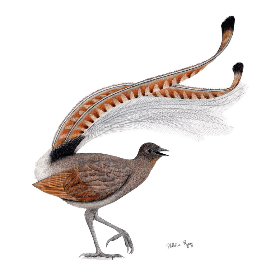 Superb Lyrebird, Natalia Rojas for Wingspan: Oceania