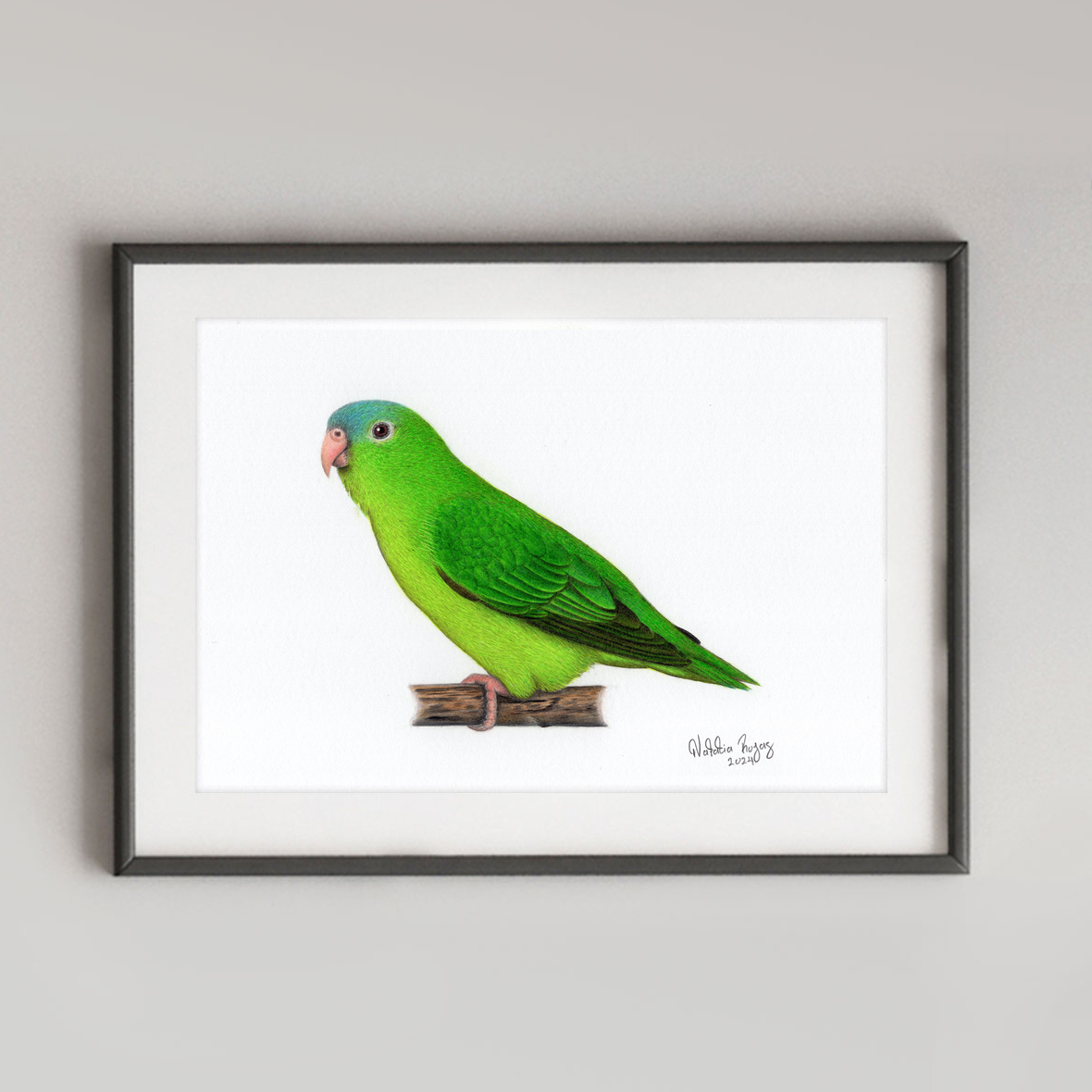 Amazonian Parrotlet