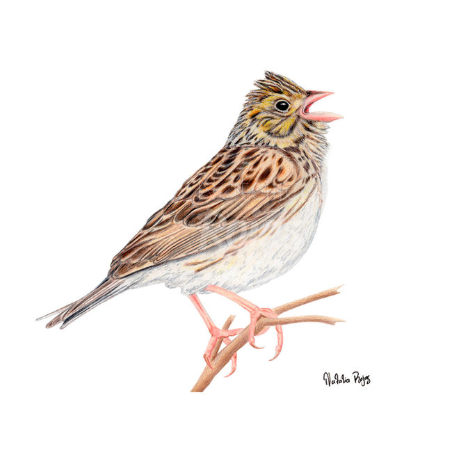 Baird's Sparrow