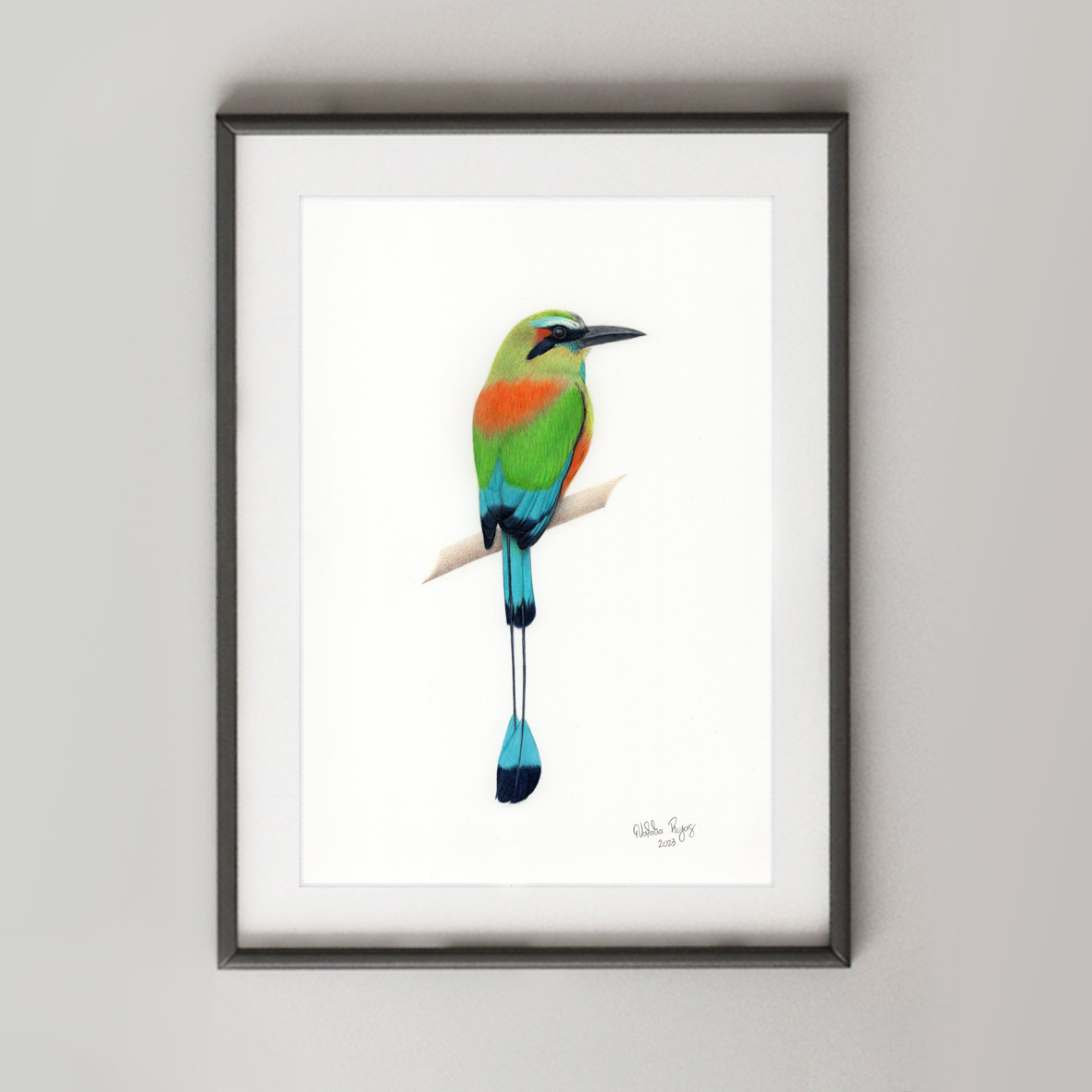 Turquoise-browed Motmot