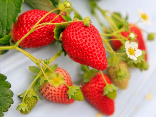 フルーツ王国のいちご狩り