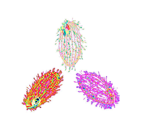 white background ar2-1.jpg