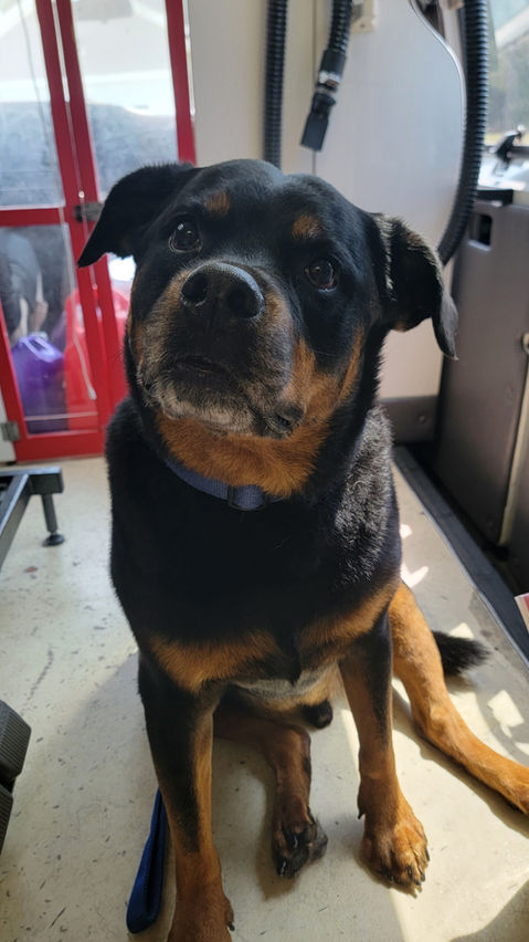 rottweiler