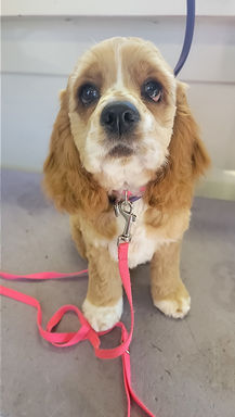 Cocker Spaniel Puppy