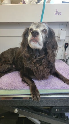 Elderly Boykin Spaniel
