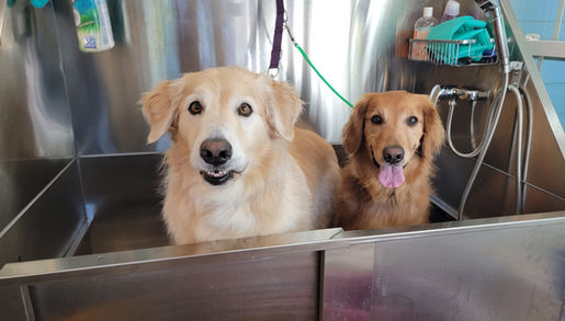 dogs in a grooming tub