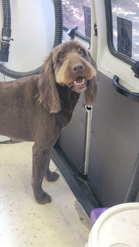 labradoodle