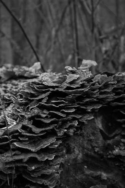 Fallen Tree