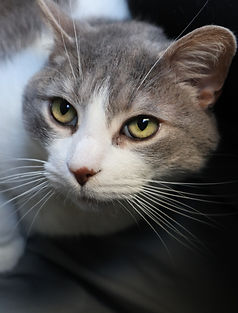 Emily Staples Cat