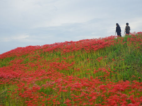 秋の訪れを感じる一面に広がる赤い彼岸花の絨毯!半田市へ行こう!