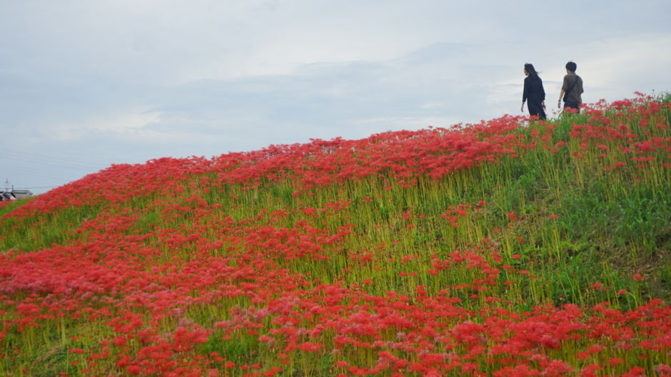 秋の訪れを感じる一面に広がる赤い彼岸花の絨毯!半田市へ行こう!