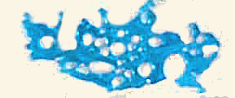 lace fine blue.png