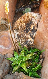 Aloe juncea