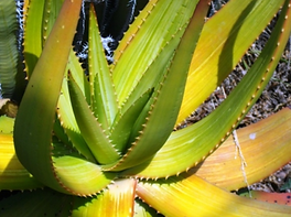 Aloe gariepensis