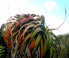 Aloe pluridens is another easy succulent to grow and will handle a wide variety of soils. You should plant this aloe in a semi-shade or sunny spot with well-drained soil and where it will have protection from heavy frost. Aloe pluridens is easily propagated by seed sown in spring or summer. Alternatively, you can use cutting or truncheons taken during summer.