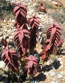 Aloe pearsonii