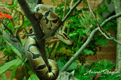 serpiente 5