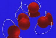 RISA CANÍBAL / RIURE CANÍBAL