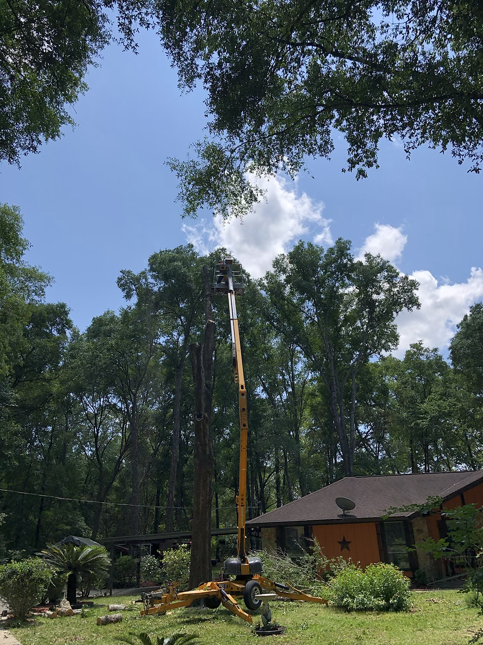 Tree removal