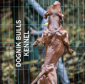 american-pitbull-terrier-male-open-for-stud.jpeg