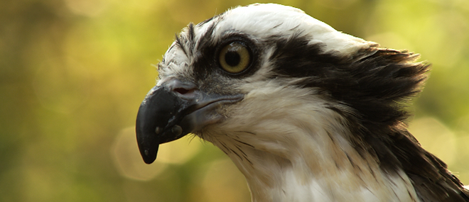 cALvAREALisM ~ Educator Director Cinematographer | Christopher Alvarez