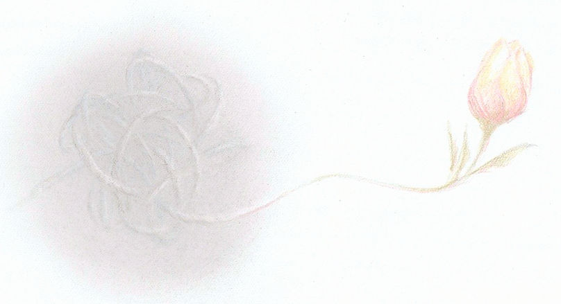 Flower strip copy_edited_edited_edited.jpg