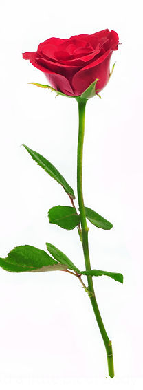 Sustaining SC Rose_edited_edited.jpg